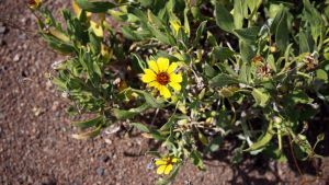 Цветущая пустыня - цветы типа календулы.JPG