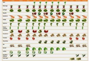 Calendario de verduras.jpg
