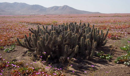 Цветущая пустыня - кактусы.JPG