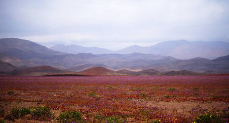 Цветущая пустыня - горы.JPG