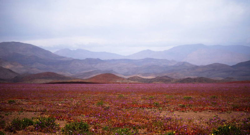 Файл:Цветущая пустыня - горы.JPG