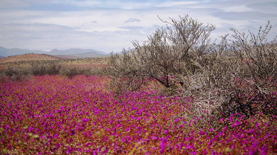 Цветущая пустыня - сухое дерево и лиловые цветы.JPG