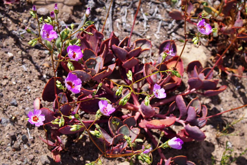 Файл:Цветущая пустыня - цветы с толстыми розовыми листьями.JPG