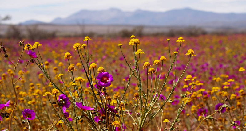 Файл:Цветущая пустыня - цветы крупным планом.JPG