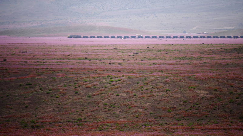 Файл:Цветущая пустыня - поезд вдали 2.JPG