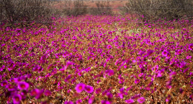 Файл:Цветущая пустыня - лиловые цветы.JPG