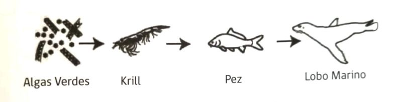 Файл:Examen para fines laborales, Cadena alimentaria.jpg