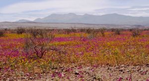 Цветущая пустыня - желтые и лиловые цветы.JPG