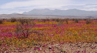 Цветущая пустыня - желтые и лиловые цветы.JPG