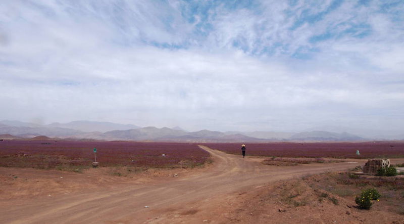 Файл:Цветущая пустыня - поле и человек.JPG