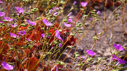 Цветущая пустыня - бабочка.JPG