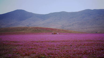 Цветущая пустыня - поле и палатка.JPG