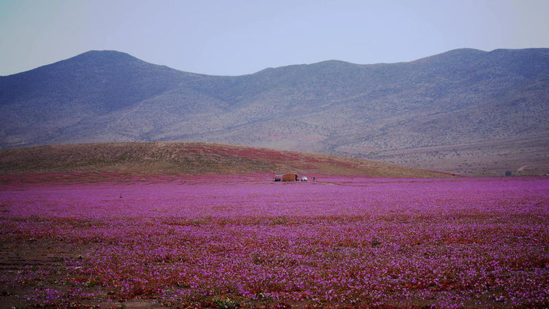 Файл:Цветущая пустыня - поле и палатка.JPG