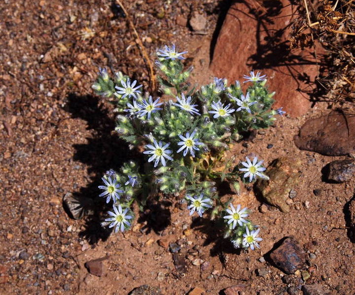 Файл:Цветущая пустыня - цветы типа васильков.JPG