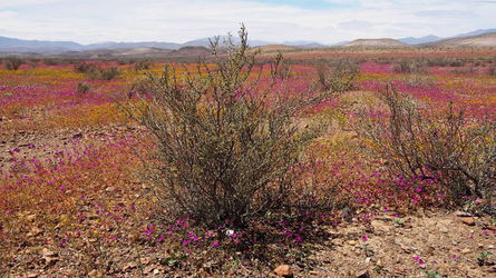 Цветущая пустыня - сухой куст.JPG