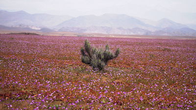 Цветущая пустыня - кактус.JPG