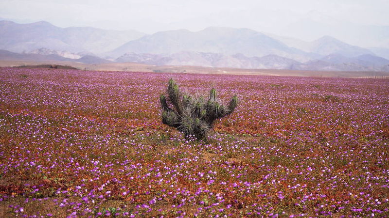 Файл:Цветущая пустыня - кактус.JPG